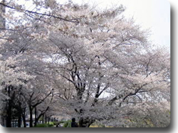 天白川の桜